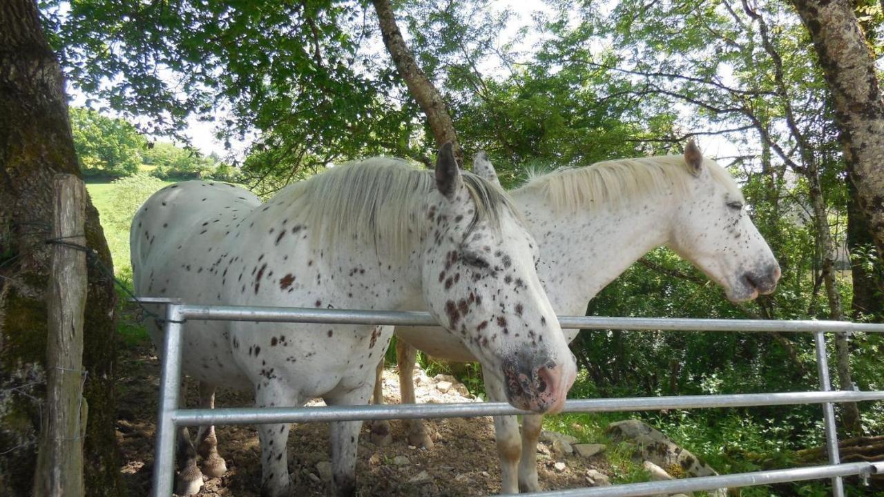 Appaloosa Villa Lormes Kültér fotó